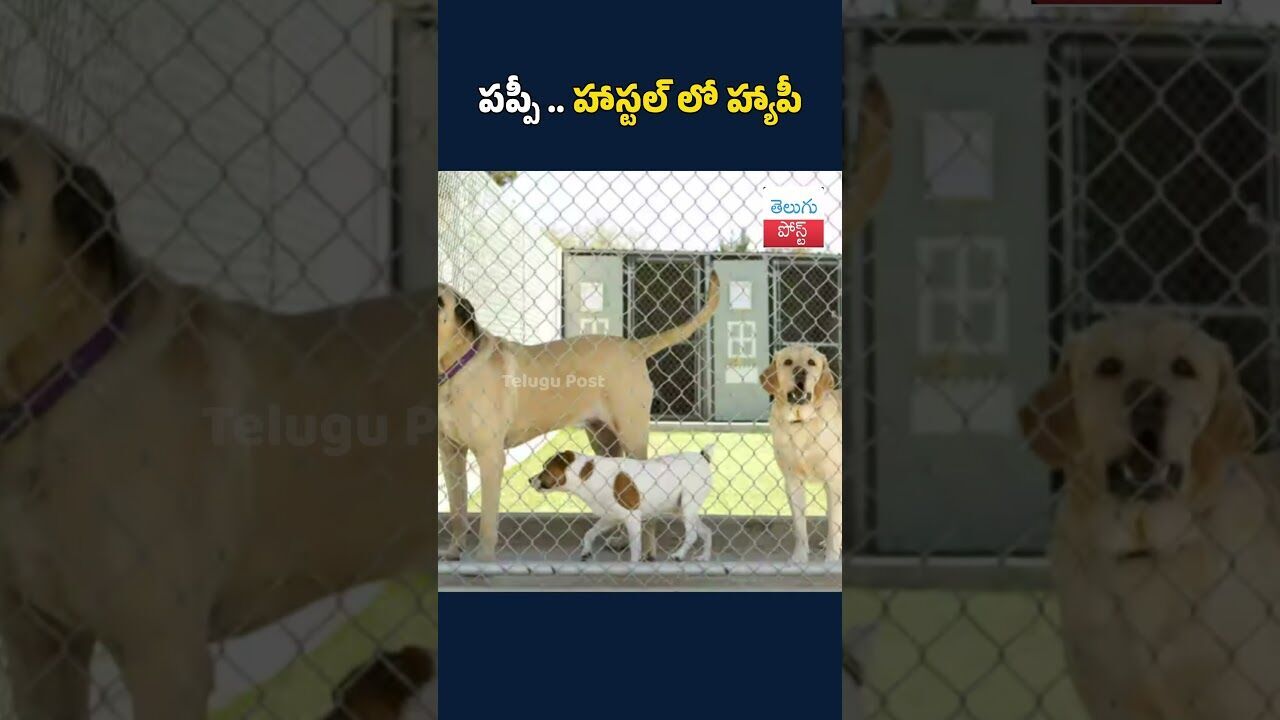 పప్పీ .. హాస్టల్ లో హ్యాపీ #Puppy#HostelLife#HappyPuppy#PuppyLove#PetLife#CutePuppy#DogLovers