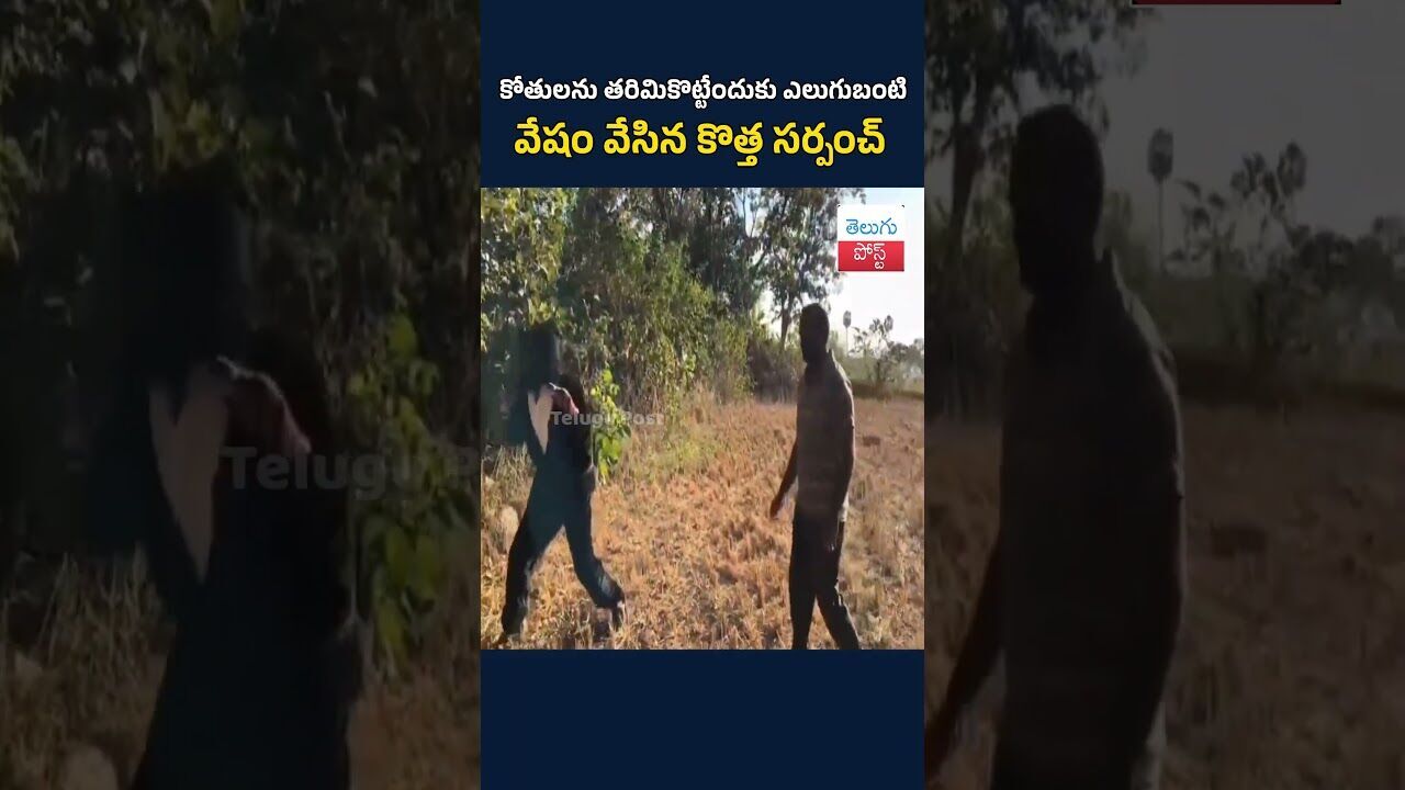 కోతులను తరిమికొట్టేందుకు ఎలుగుబంటి వేషం వేసిన కొత్త సర్పంచ్#TeluguPost #telugu #post #news కోతులను తరిమికొట్టేందుకు ఎలుగుబంటి వేషం వేసిన కొత్త సర్పంచ్#TeluguPost #telugu #post #news