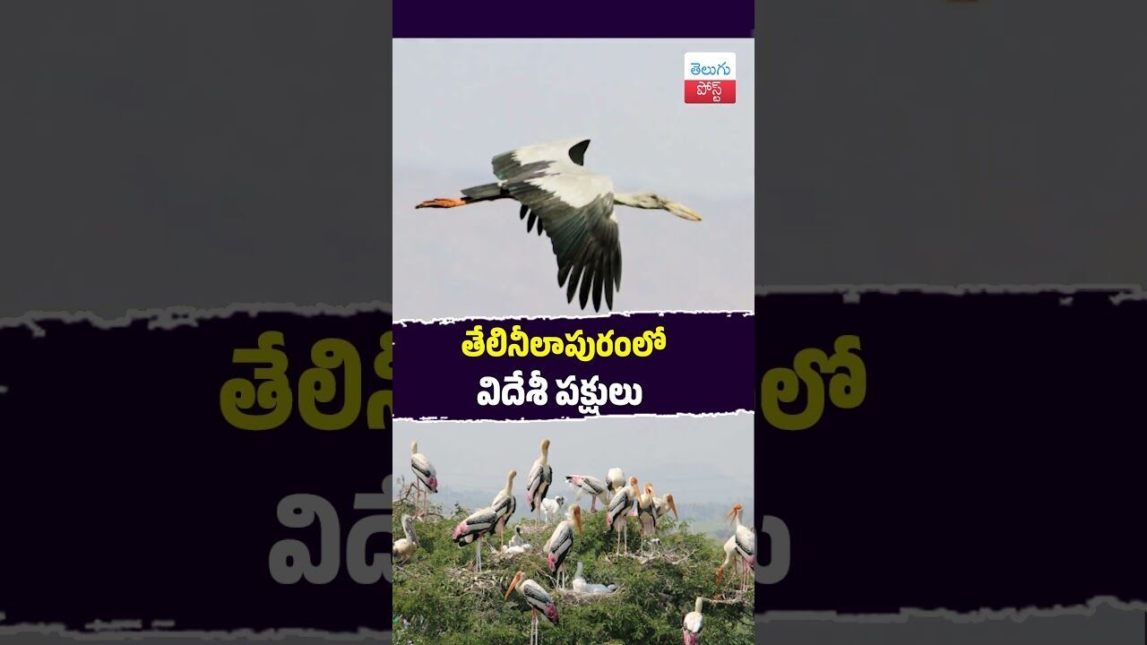 తేలినీలాపురంలో విదేశీ పక్షులు #TeluguNews #Srikakulam #Telineelapuram #MigratoryBirds #Tourism తేలినీలాపురంలో విదేశీ పక్షులు #TeluguNews #Srikakulam #Telineelapuram #MigratoryBirds #Tourism