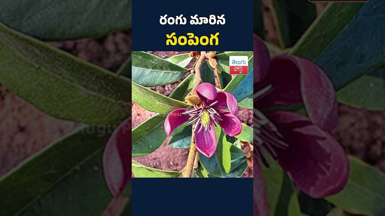 రంగు మారిన సంపెంగ #telugupost #sampenga #viralnews రంగు మారిన సంపెంగ #telugupost #sampenga #viralnews