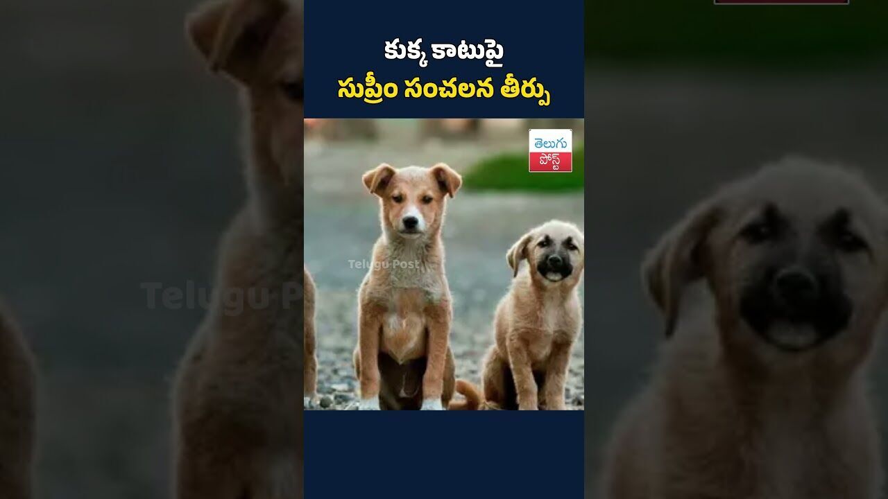 కుక్క కాటుపై సుప్రీం సంచలన తీర్పు#SupremeCourt#LandmarkVerdict#DogBiteCase#SupremeCourtVerdict కుక్క కాటుపై సుప్రీం సంచలన తీర్పు#SupremeCourt#LandmarkVerdict#DogBiteCase#SupremeCourtVerdict