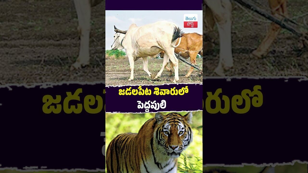 జడలపేట శివారులో పెద్దపులి #Wildlife #JayshankarBhupalpally #ForestDepartment #TigerAlert