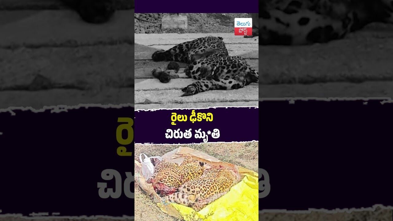 రైలు ఢీకొని చిరుత మృ*తి #Wildlife #Adoni #Kurnool #ForestDepartment