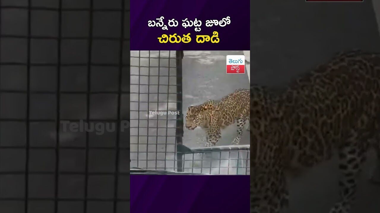 బన్నేరు ఘట్ట జూలో చిరుత దాడి #Wildlife #Bannerghatta #Karnataka #ZooUpdate #Safari #viralvideo