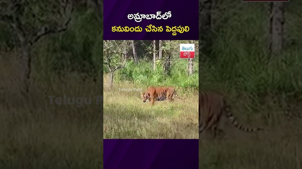 అమ్రాబాద్లో కనువిందు చేసిన పెద్దపులి #Wildlife #Amrabad #TigerReserve #NagarKurnool #Telangana అమ్రాబాద్లో కనువిందు చేసిన పెద్దపులి #Wildlife #Amrabad #TigerReserve #NagarKurnool #Telangana