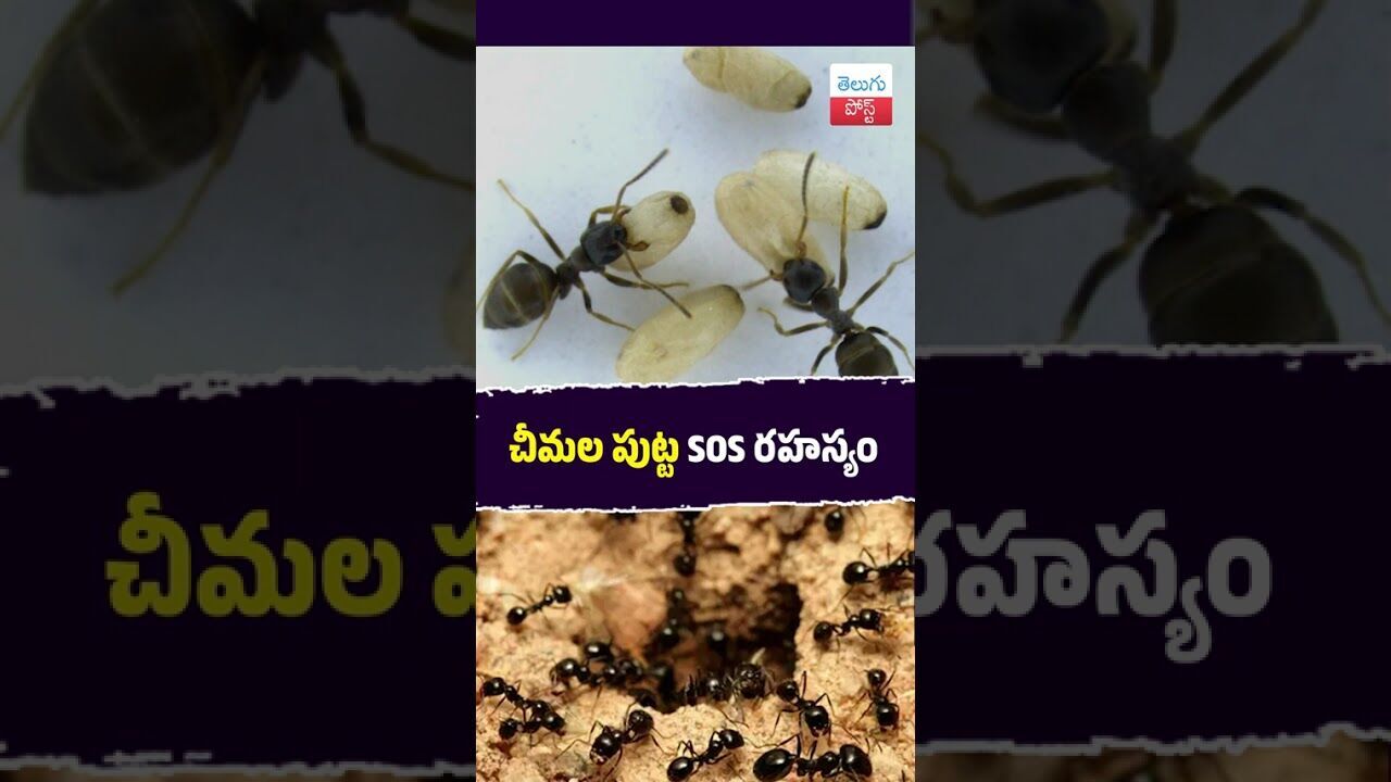 చీమల పుట్ట SOS రహస్యం #Science #Research #AntColony #Biology #Discovery చీమల పుట్ట SOS రహస్యం #Science #Research #AntColony #Biology #Discovery