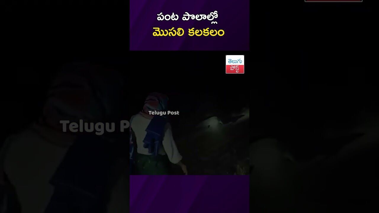 పంట పొలాల్లో మొసలి కలకలం #Wildlife #Gadwal #ForestDepartment #Telangana #Crocodile #viralvideo పంట పొలాల్లో మొసలి కలకలం #Wildlife #Gadwal #ForestDepartment #Telangana #Crocodile #viralvideo