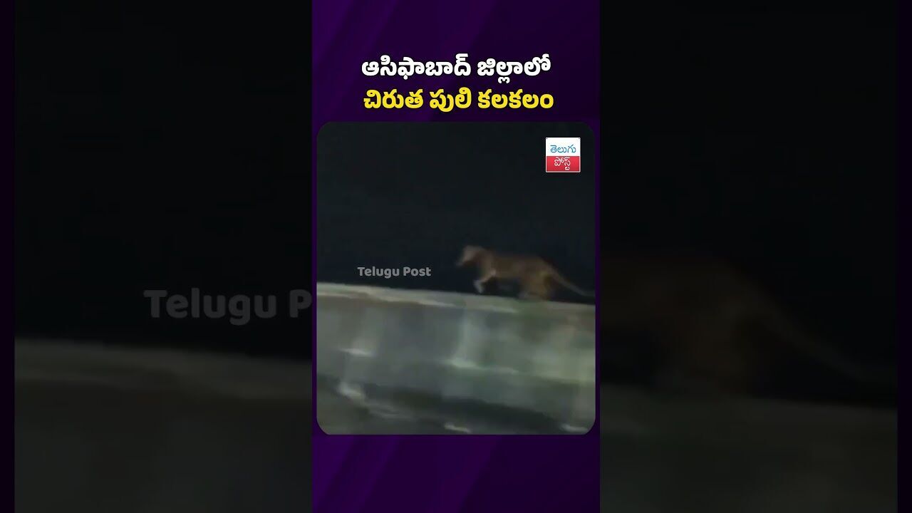 ఆసిఫాబాద్ జిల్లాలో చిరుత పులి కలకలం #telugupost #latestnews #leopard #viralvideo