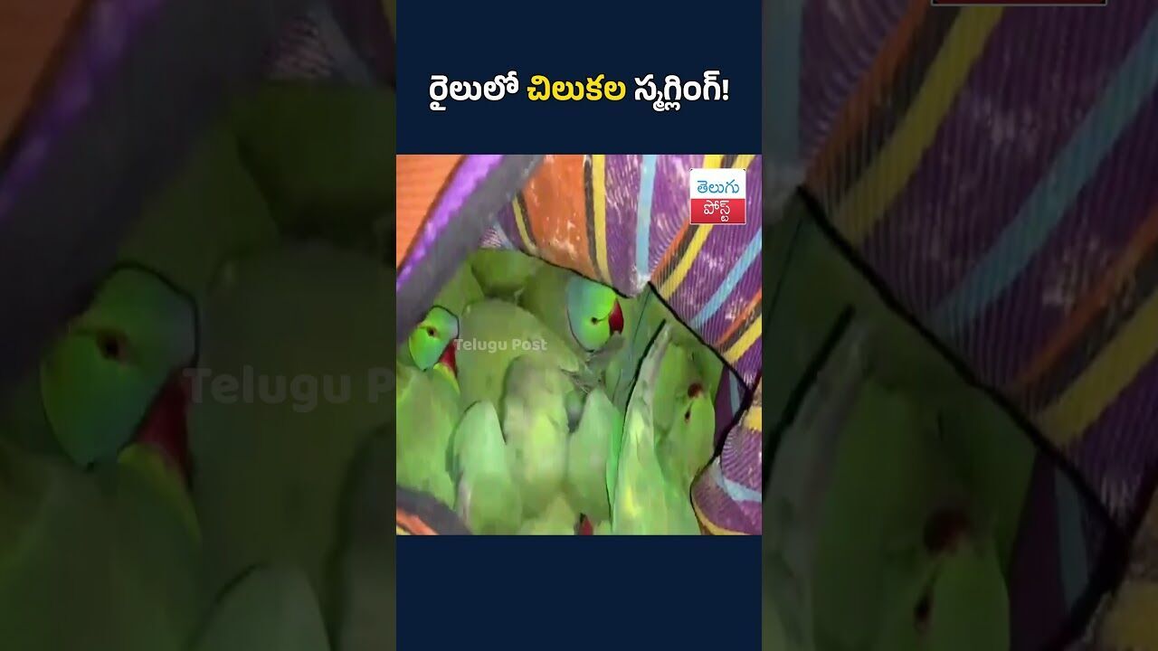 రైలులో చిలుకల స్మగ్లింగ్!#IndiaNews#WildlifeCrime#ParrotSmuggling#RailwayPolice