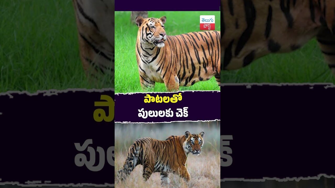 పాటలతో పులులకు చెక్ #TeluguNews #UttarPradesh #TigerReserve #RuralInnovation #Wildlife #VillageNews పాటలతో పులులకు చెక్ #TeluguNews #UttarPradesh #TigerReserve #RuralInnovation #Wildlife #VillageNews