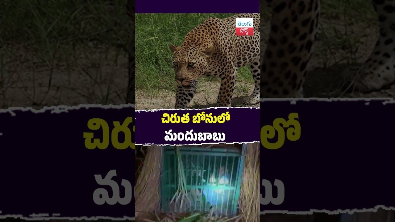 చిరుత బోనులో మందుబాబు #UttarPradesh #ForestDept #Wildlife #Bahraich #Rescue