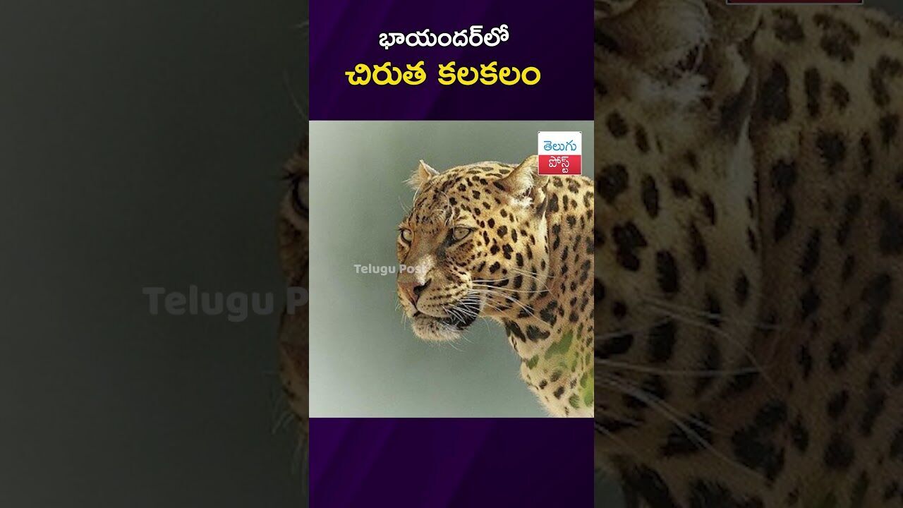 భాయందర్‌లో చిరుత కలకలం  #BhayandarEast #Wildlife #Leopard #Police #FireBrigade