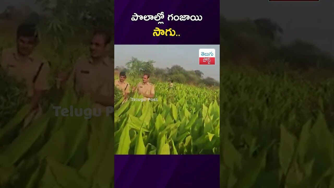 పొలాల్లో గంజాయి సాగు.. #Vikarabad #Tandur #ExciseDepartment #Ganja #CrimeNews పొలాల్లో గంజాయి సాగు.. #Vikarabad #Tandur #ExciseDepartment #Ganja #CrimeNews
