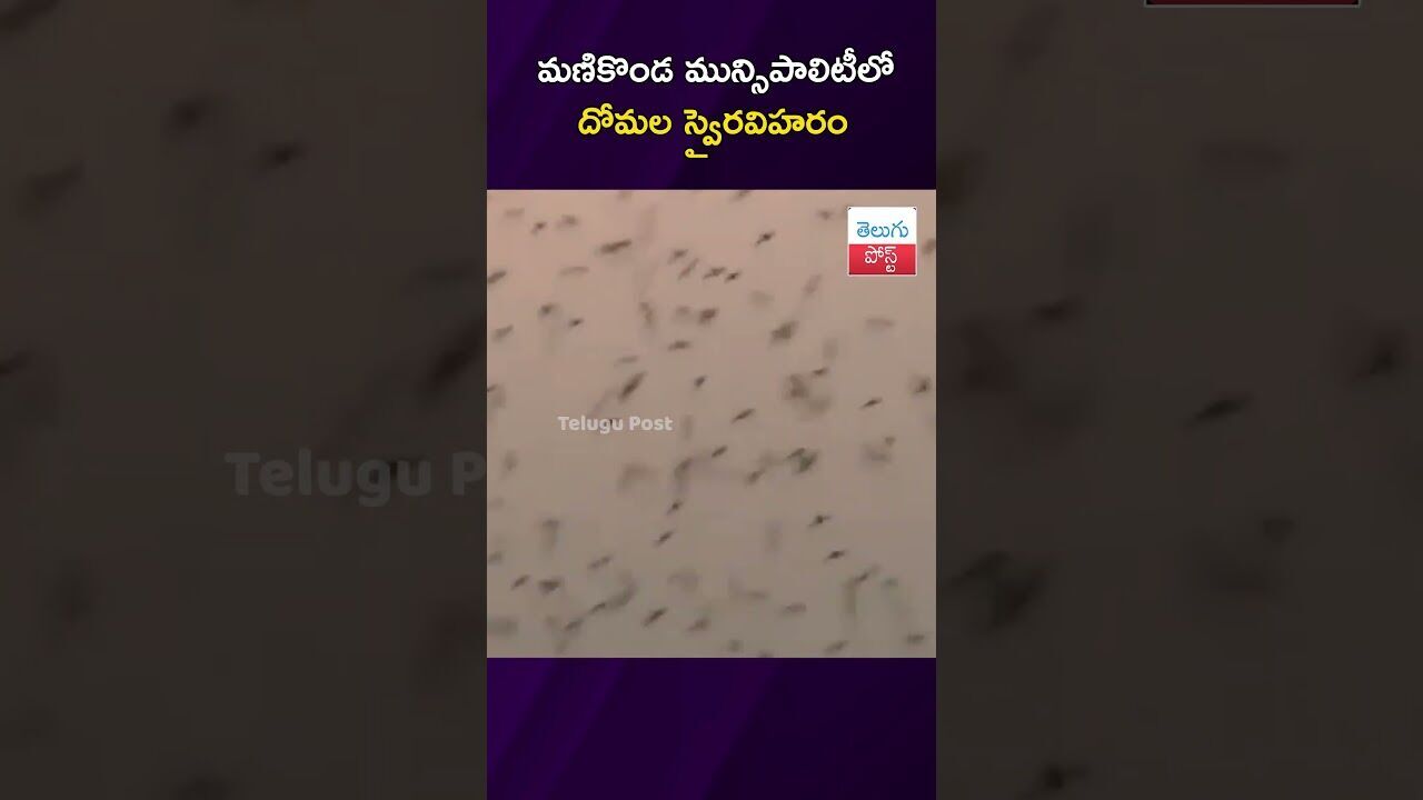 మణికొండ మున్సిపాలిటీలో దోమల స్వైరవిహరం #CivicIssue #Manikonda #Neknampur #Municipality