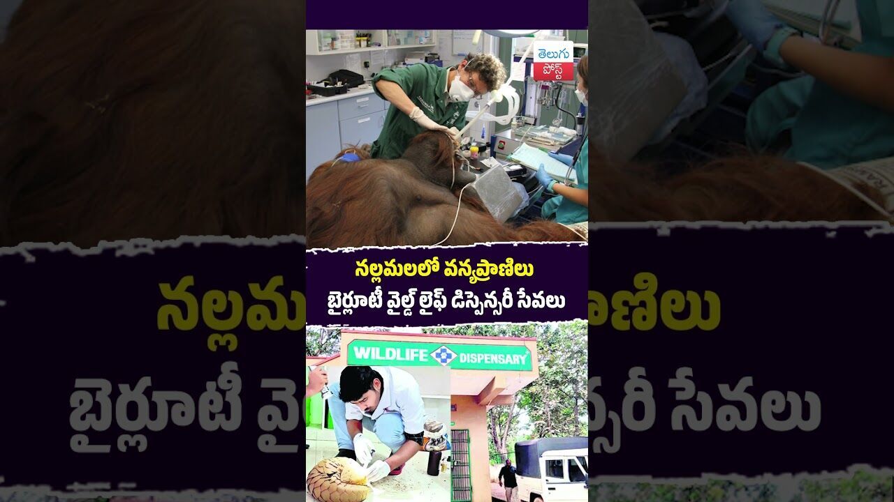 నల్లమలలో వన్యప్రాణిలు బైర్లూటీ వైల్డ్ లైఫ్ డిస్పెన్సరీ సేవలు#Wildlife #Nallamala #ForestDept #Rescue
