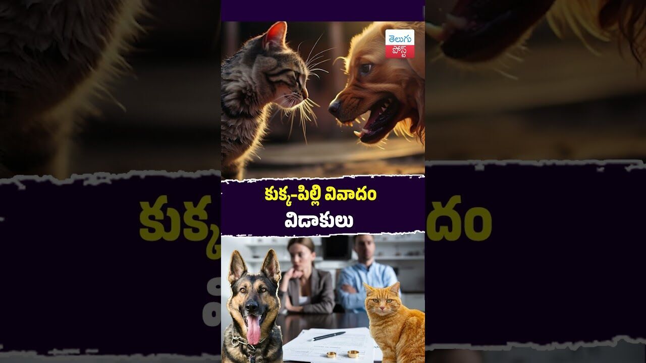 కుక్క–పిల్లి వివాదం విడాకులు #Bhopal #Pets #AnimalLovers #FamilyIssues #ViralStory