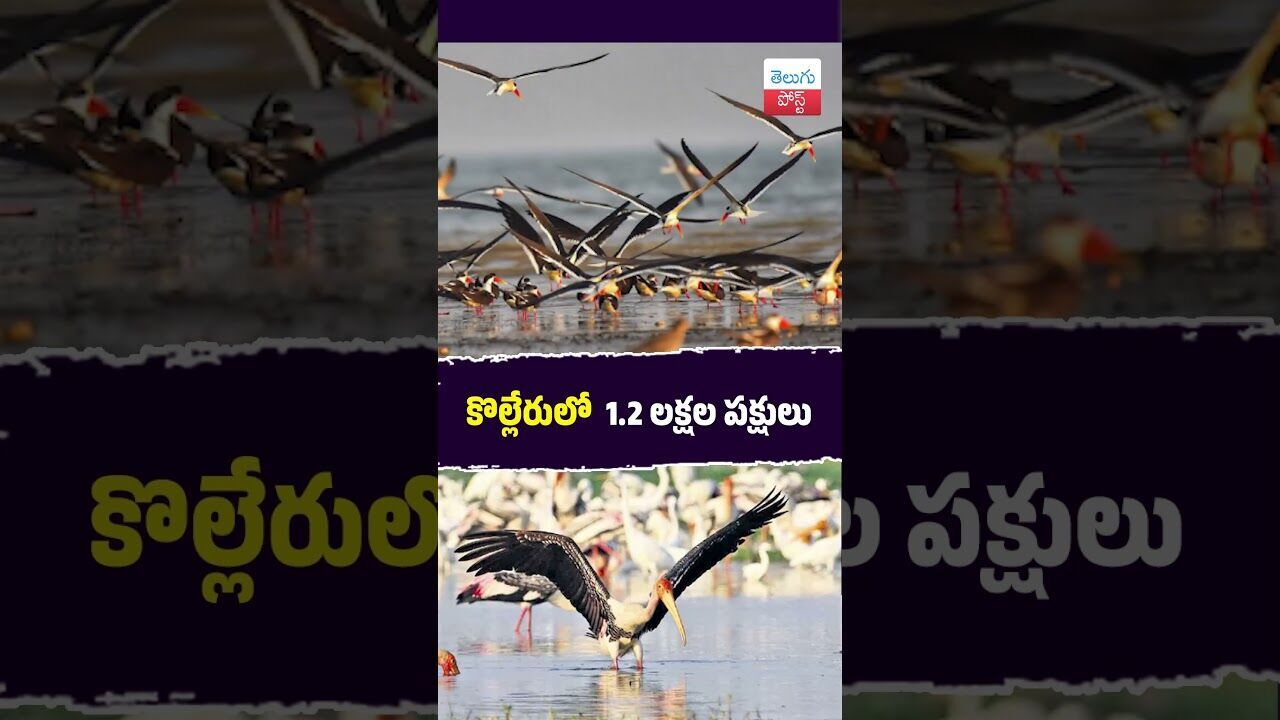 కొల్లేరులో 1.2 లక్షల పక్షులు  #BirdWatching #Kaikaluru #ForestDept #MigratoryBirds #PelicanParadise