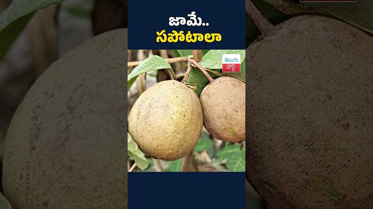 జామే..సపోటాలా #guva #anakapalli #TeluguNews#LatestNews#AgricultureNews#FarmersNews జామే..సపోటాలా #guva #anakapalli #TeluguNews#LatestNews#AgricultureNews#FarmersNews