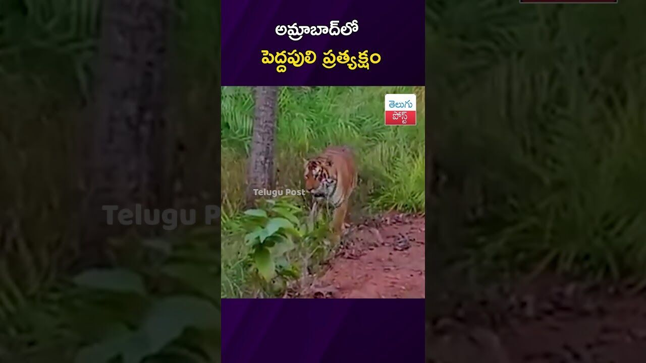 అమ్రాబాద్లో పెద్దపులి ప్రత్యక్షం #Wildlife #Amrabad #Tiger #Tourism #Nagarkurnool అమ్రాబాద్లో పెద్దపులి ప్రత్యక్షం #Wildlife #Amrabad #Tiger #Tourism #Nagarkurnool
