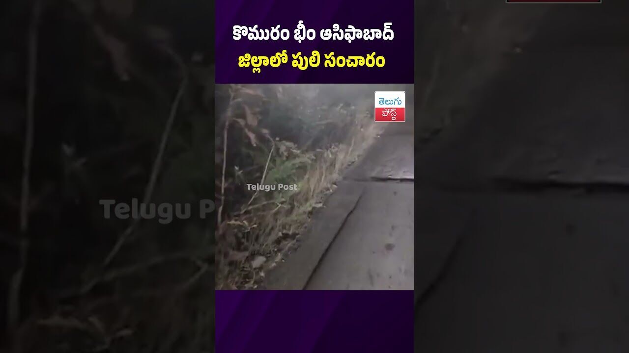 కొమురం భీం ఆసిఫాబాద్ జిల్లాలో పులి సంచారం #KomaramBheem #Tiger #ForestDepartment #Wildlife కొమురం భీం ఆసిఫాబాద్ జిల్లాలో పులి సంచారం #KomaramBheem #Tiger #ForestDepartment #Wildlife