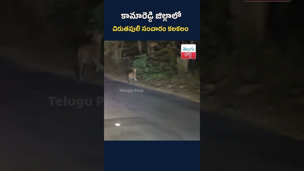 కామారెడ్డి జిల్లాలో చిరుతపులి సంచారం కలకలం#TeluguPost #telugu #post #news