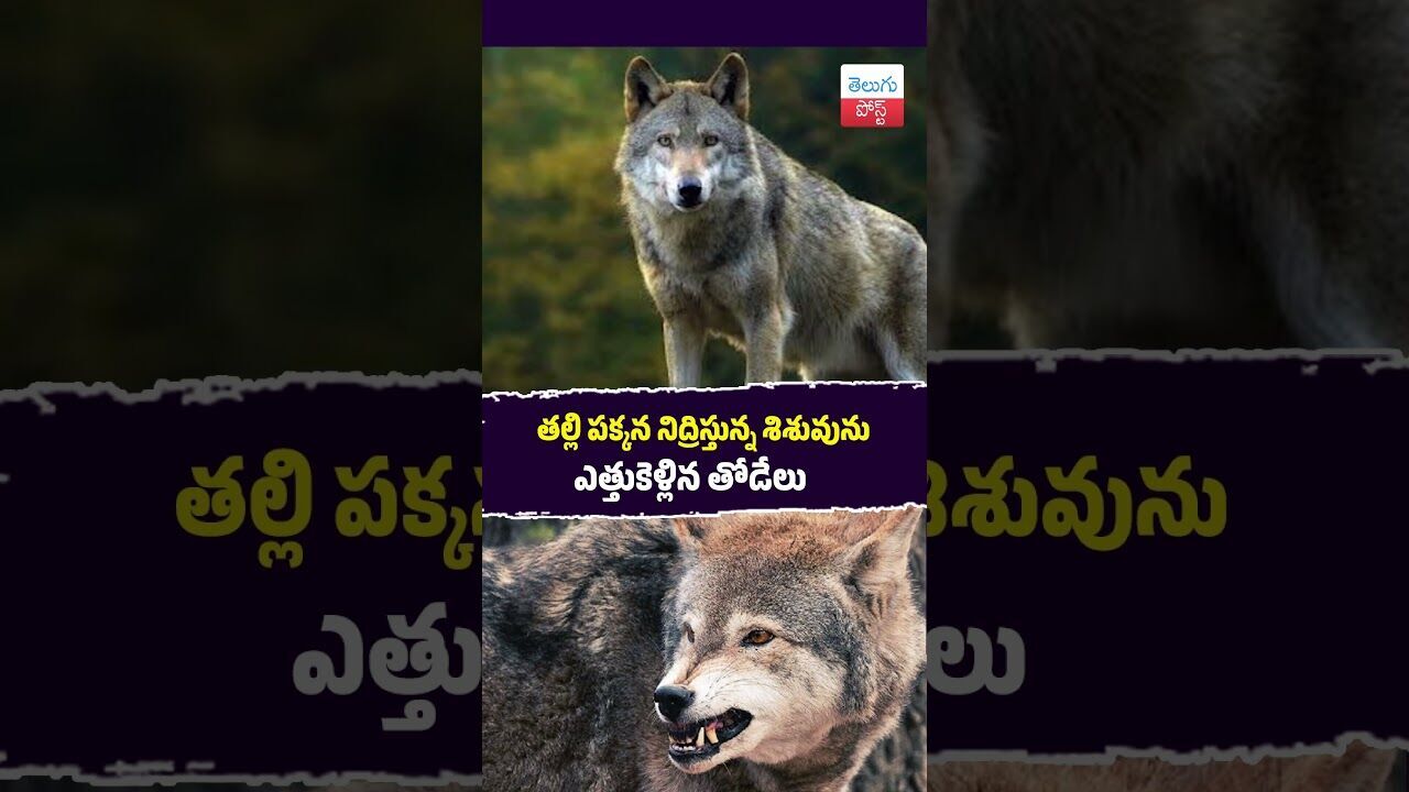 తల్లి పక్కన నిద్రిస్తున్న శిశువును ఎత్తుకెళ్లిన తోడేలు #UttarPradesh #Wildlife #Kaisarganj