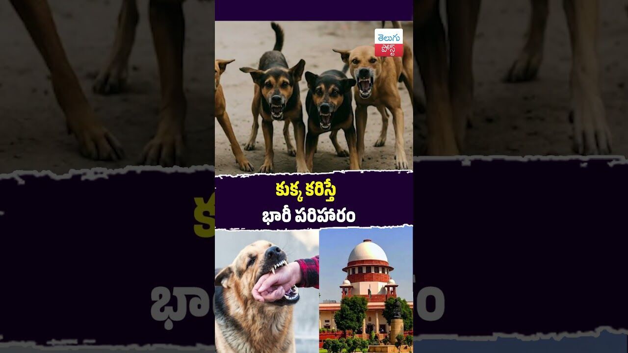 కుక్క కరిస్తే భారీ పరిహారం #SupremeCourt #DogBite #StreetDogs #PublicSafety #IndiaCourt