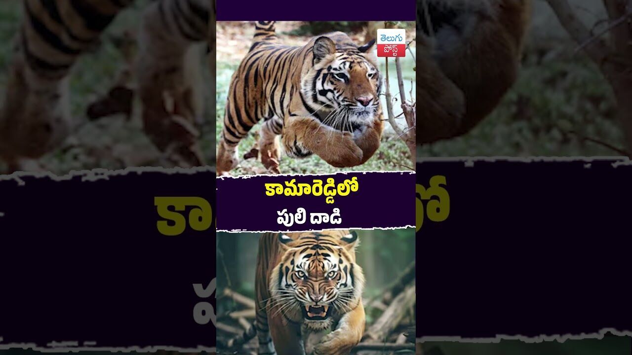 కామారెడ్డిలో పులి దాడి  #Forest #Kamareddy #TigerMovement #Wildlife #latestnews #viralvideo