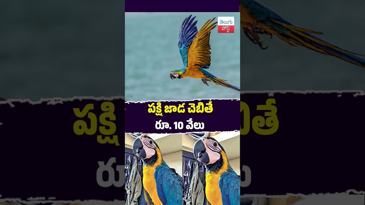 పక్షి జాడ చెబితే రూ. 10 వేలు #Visakhapatnam #Macaw #BirdMissing #AndhraNews #ViralStory