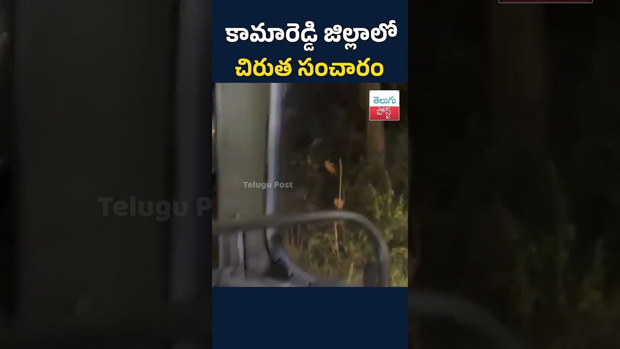 కామారెడ్డి జిల్లాలో చిరుత సంచారం #TeluguPost #telugu #post #news
