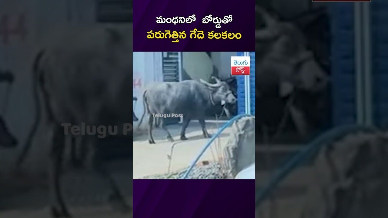 మంథనిలో  బోర్డుతో  పరుగెత్తిన గేదె కలకలం#Manthani #Peddapalli #Traffic #LocalUpdates #ViralVideo