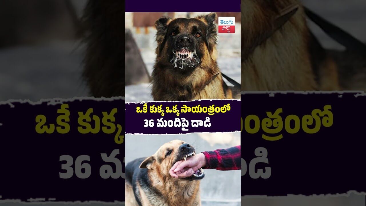 ఒకే కుక్క ఒక్క సాయంత్రంలో 36 మందిపై దాడి #DogAttack #Nagarkurnool #RangaReddy #RabiesAlert #Health ఒకే కుక్క ఒక్క సాయంత్రంలో 36 మందిపై దాడి #DogAttack #Nagarkurnool #RangaReddy #RabiesAlert #Health