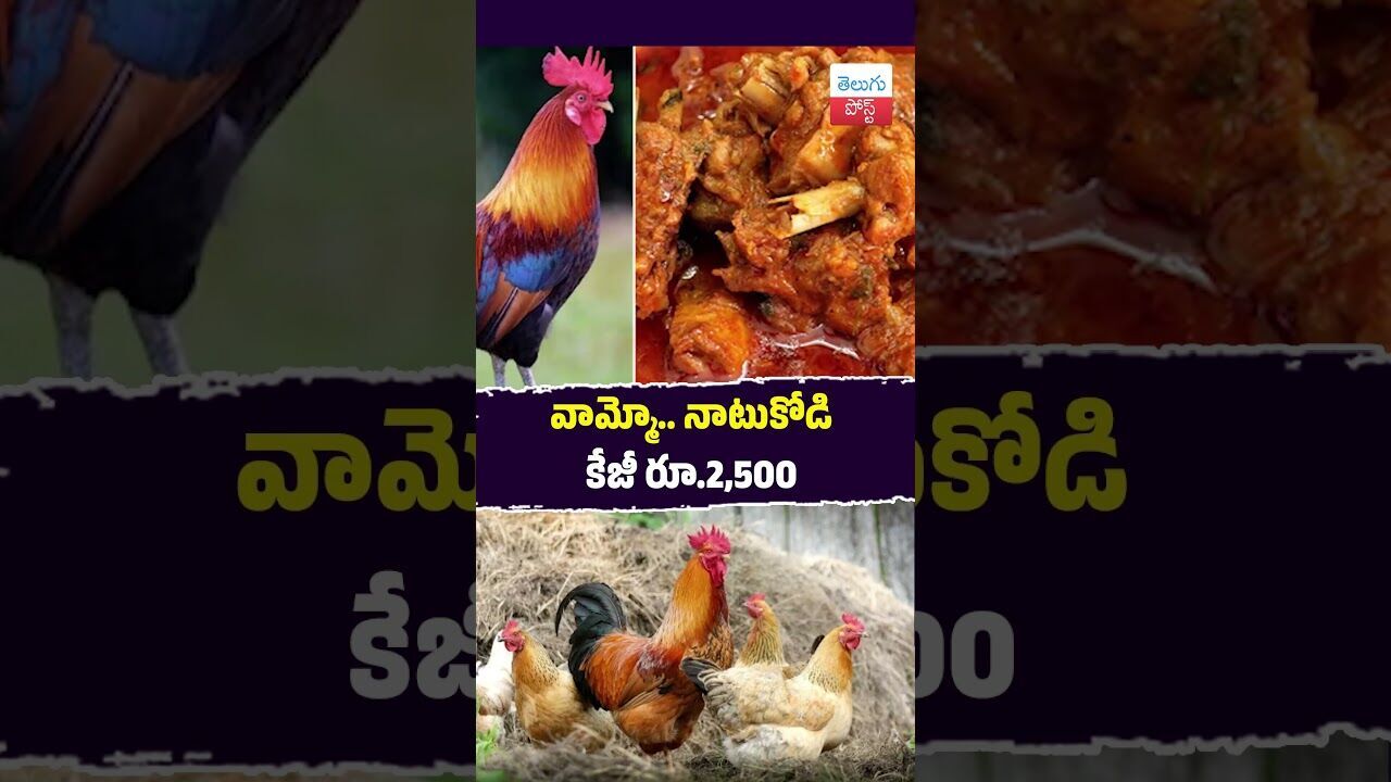 వామ్మో.. నాటుకోడి కేజీ రూ.2,500 #Sankranti #APNews #ChickenRates #Natukodi #FestivalDemand