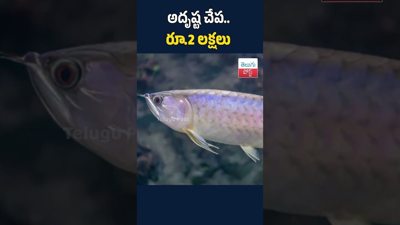 అదృష్ట చేప.. రూ.2 లక్షలు#telugupost #goldenfish #luckyfish #vasthuchepa #arowanafish