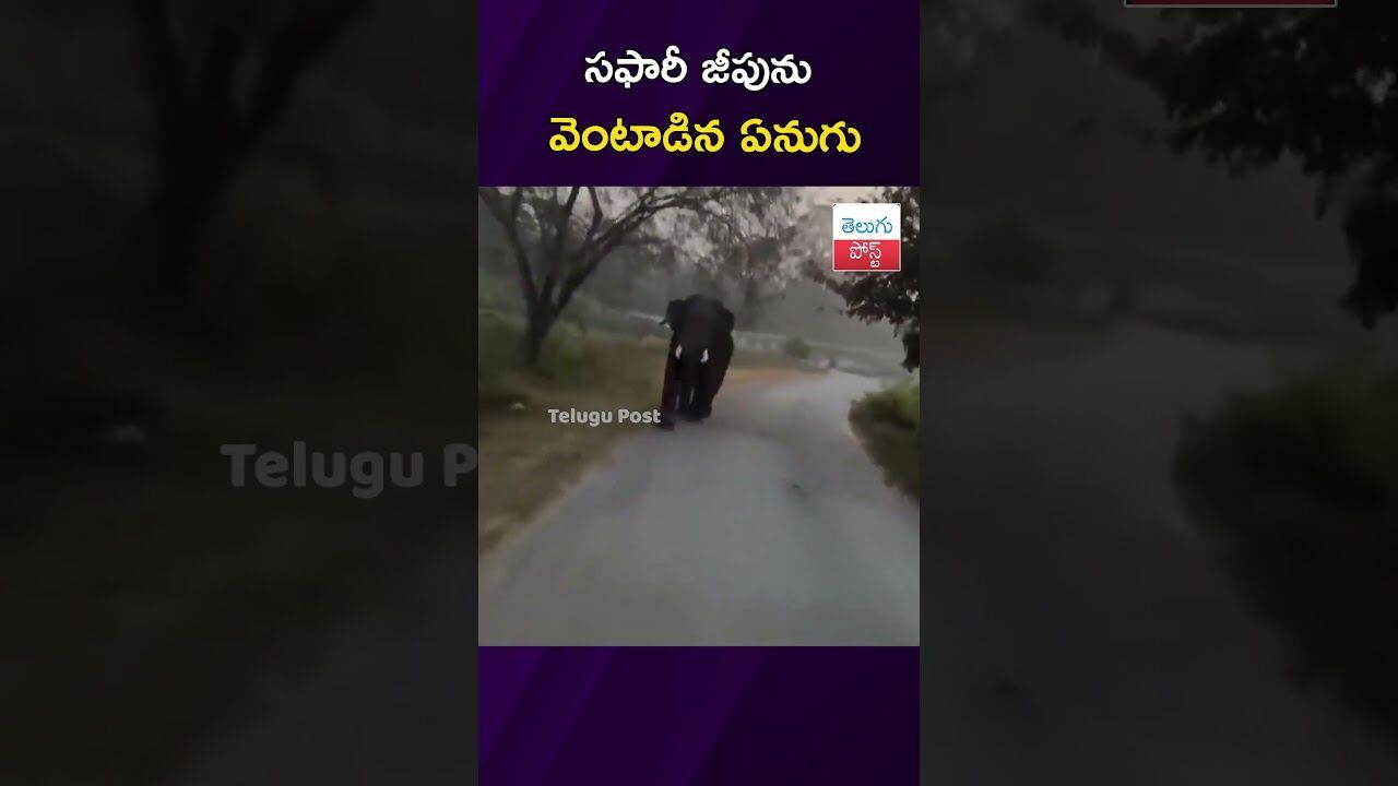 సఫారీ జీపును వెంటాడిన ఏనుగు  #Wildlife #Karnataka #Tourists #Elephant #ViralVideo