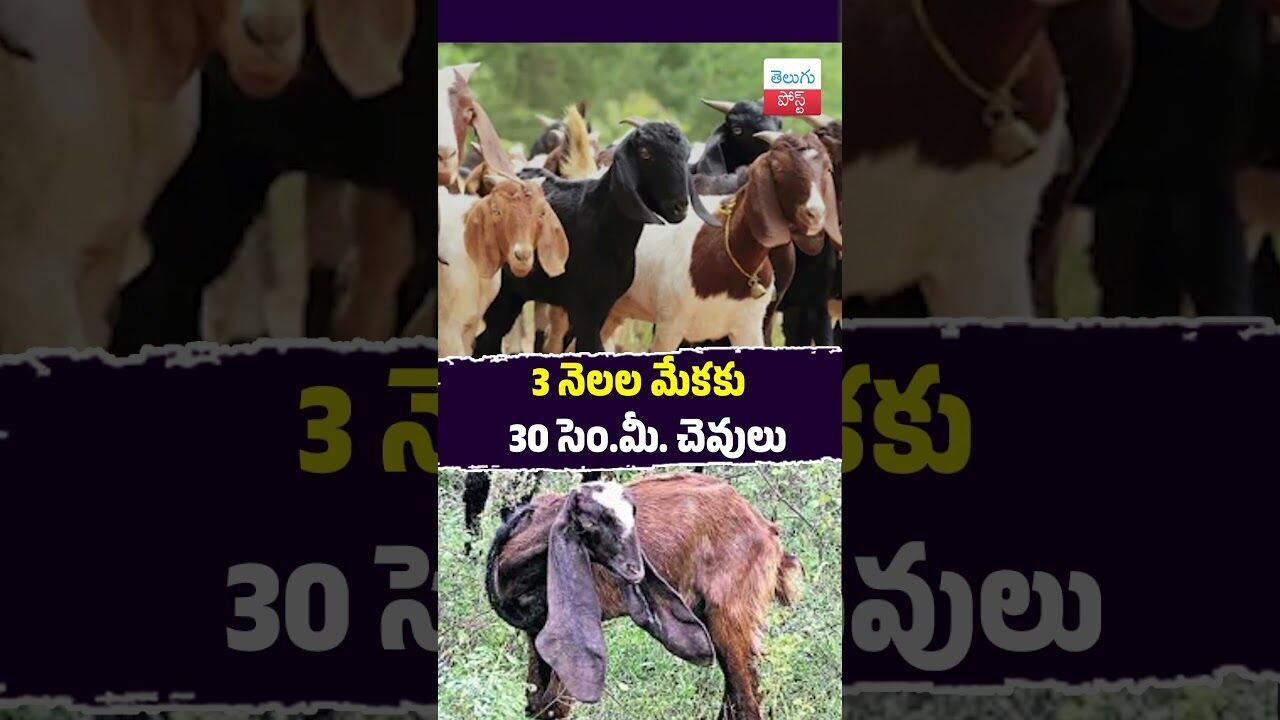 3 నెలల మేకకు 30 సెం.మీ. చెవులు #Chittoor #JamunaBreed #GoatFarming #ViralAnimals 3 నెలల మేకకు 30 సెం.మీ. చెవులు #Chittoor #JamunaBreed #GoatFarming #ViralAnimals
