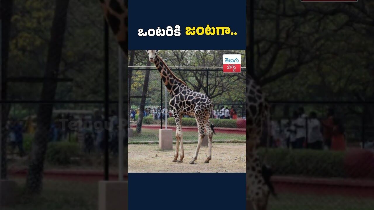 ఒంటరికి జంటగా..#telugupost #nehruzoopark #zoopark #trendingpost
