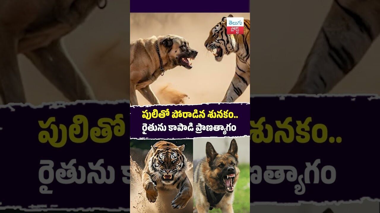 పులితో పోరాడిన శునకం.. రైతును కాపాడి ప్రాణత్యాగం #Uttarakhand #Nainital #DogHero #Wildlife పులితో పోరాడిన శునకం.. రైతును కాపాడి ప్రాణత్యాగం #Uttarakhand #Nainital #DogHero #Wildlife