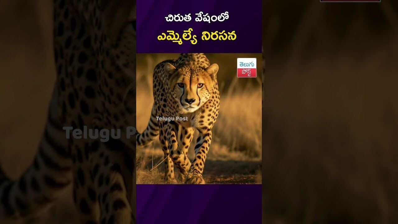 చిరుత వేషంలో ఎమ్మెల్యే నిరసన #Maharashtra #Assembly #SharadSonawane #Protest #Junnar చిరుత వేషంలో ఎమ్మెల్యే నిరసన #Maharashtra #Assembly #SharadSonawane #Protest #Junnar