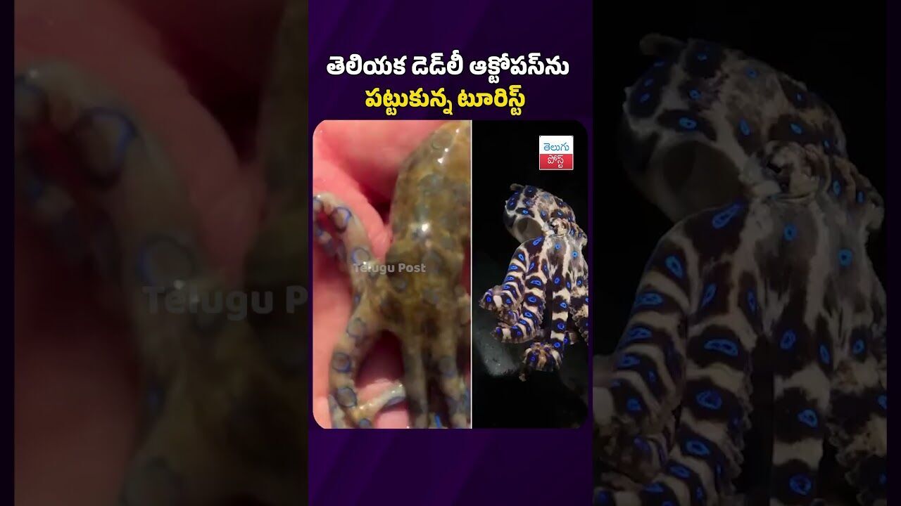 తెలియక డెడ్‌లీ ఆక్టోపస్‌ను పట్టుకున్న టూరిస్ట్ #octopus #deadly #viralvideo #latestnews #telugupost