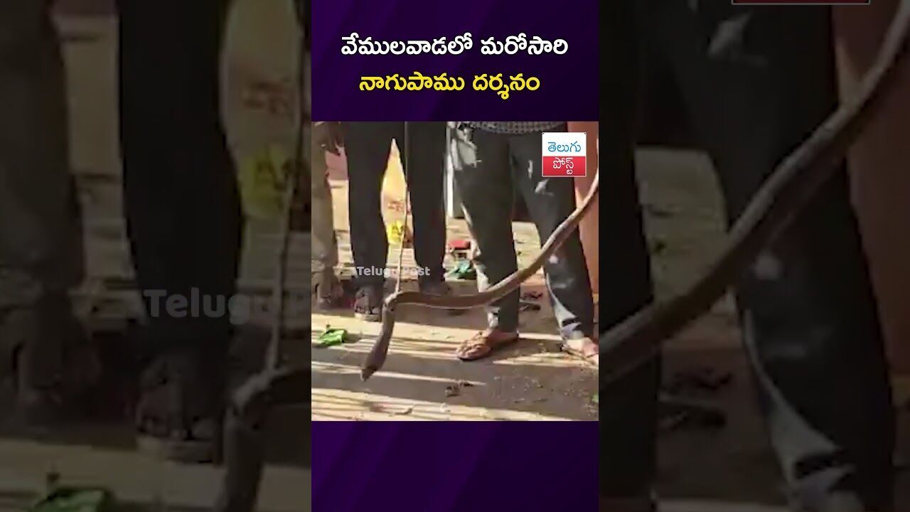 వేములవాడలో మరోసారి నాగుపాము దర్శనం #Vemulawada #SnakeRescue #TempleNews #RajarajeshwaraSwamy