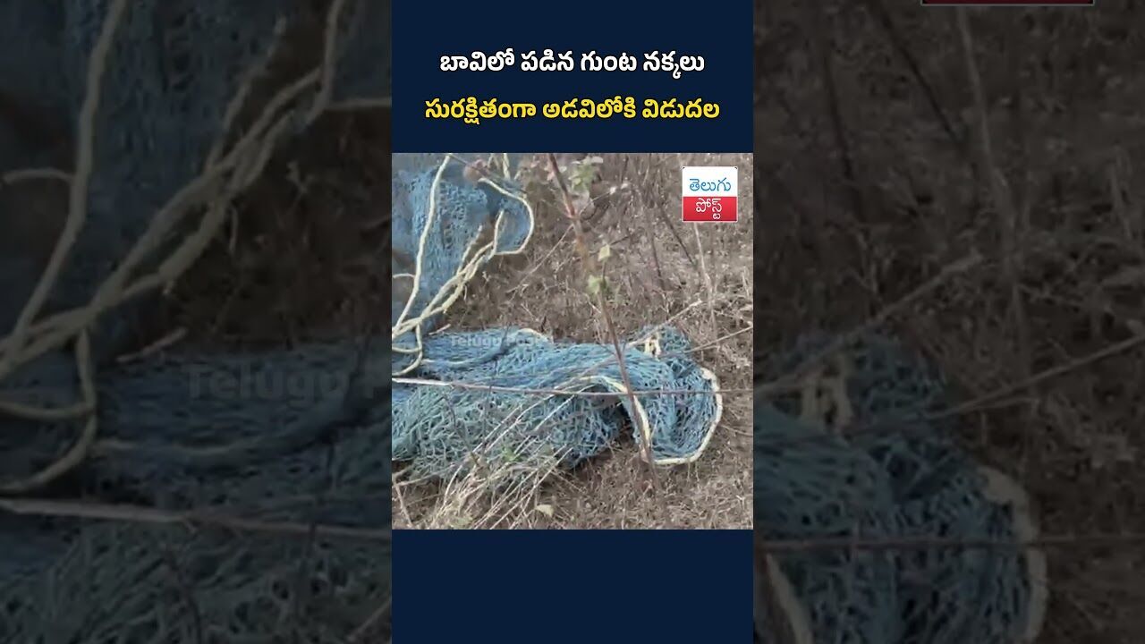 బావిలో పడిన గుంట నక్కలు సురక్షితంగా అడవిలోకి విడుదల#telugupost #ForestTeam#JackalRescue#Wildl