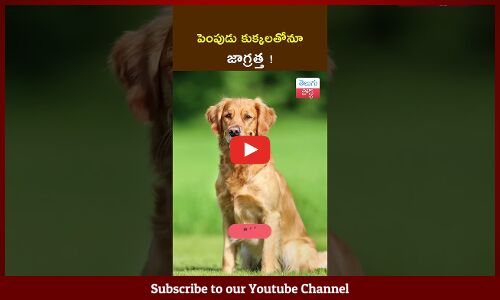 పెంపుడు కుక్కలతోనూ జాగ్రత్త! TeluguPost