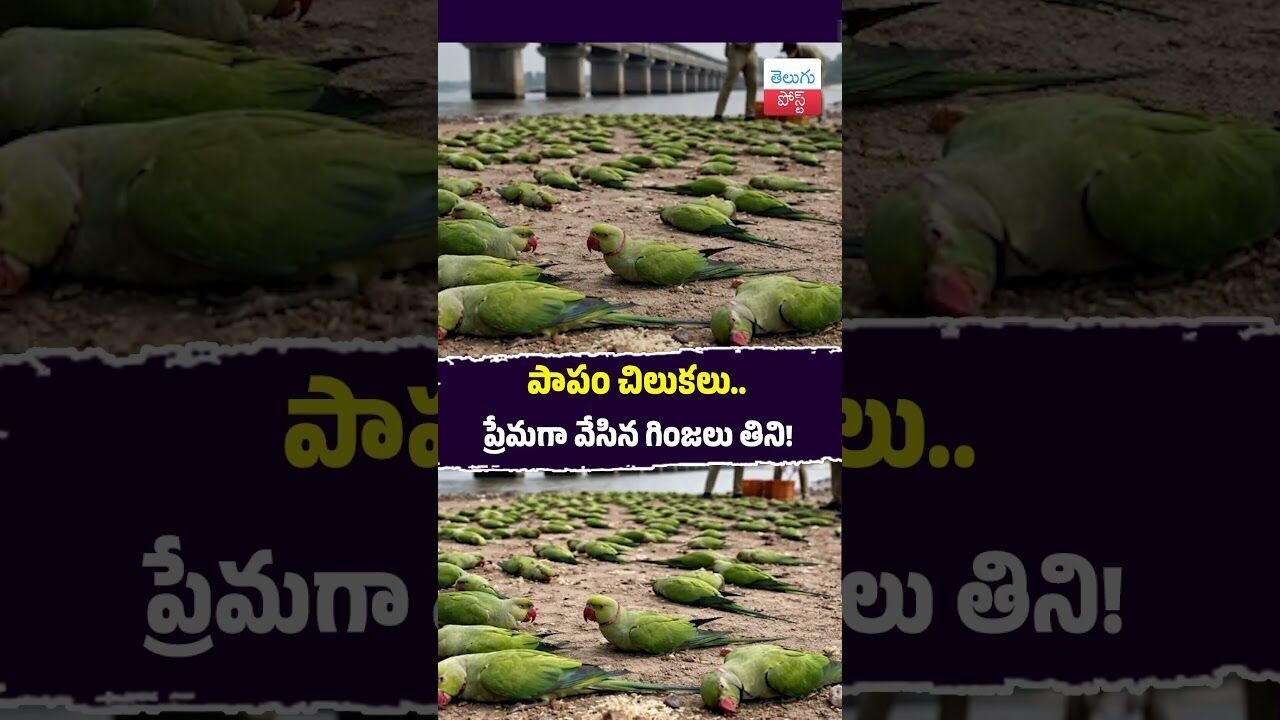 పాపం చిలుకలు.. ప్రేమగా వేసిన గింజలు తిని! #Environment #Khargone #ForestDept #BirdsDeath పాపం చిలుకలు.. ప్రేమగా వేసిన గింజలు తిని! #Environment #Khargone #ForestDept #BirdsDeath