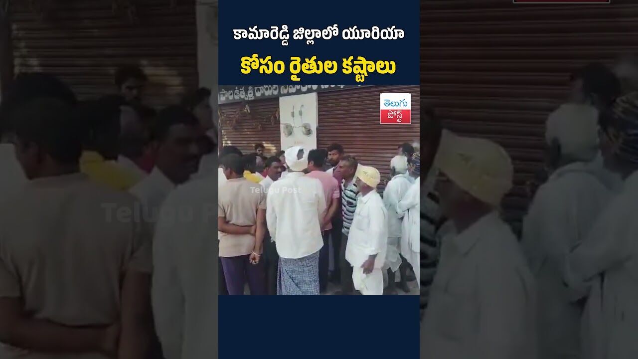 కామారెడ్డి జిల్లాలో యూరియా కోసం రైతుల కష్టాలు#telugupost #kamareddydistrict #Yuriya #TeluguPost